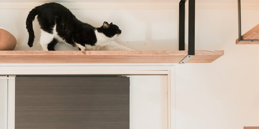 名古屋市中川区　地域猫施設 キャットウォーク編