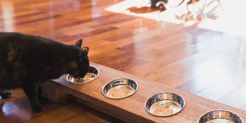 名古屋市中川区　地域猫施設 フードボウルスタンド編（通販可）